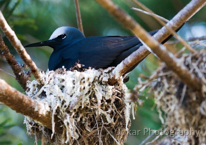 Lord Howe Island_20061208_079.jpg